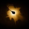 Luce Che Dipinge Wall Lamp Catellani Smith