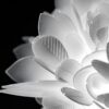 Veli Foliage Pendant Lamp Slamp